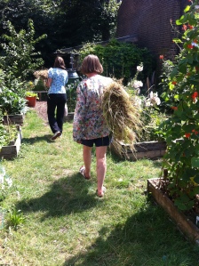 Harvesting at Cordwainers Garden